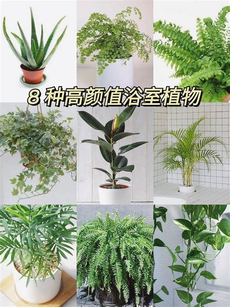 廁所耐陰植物|廁所可以放植物嗎？適合放在浴室、廁所的植物推薦